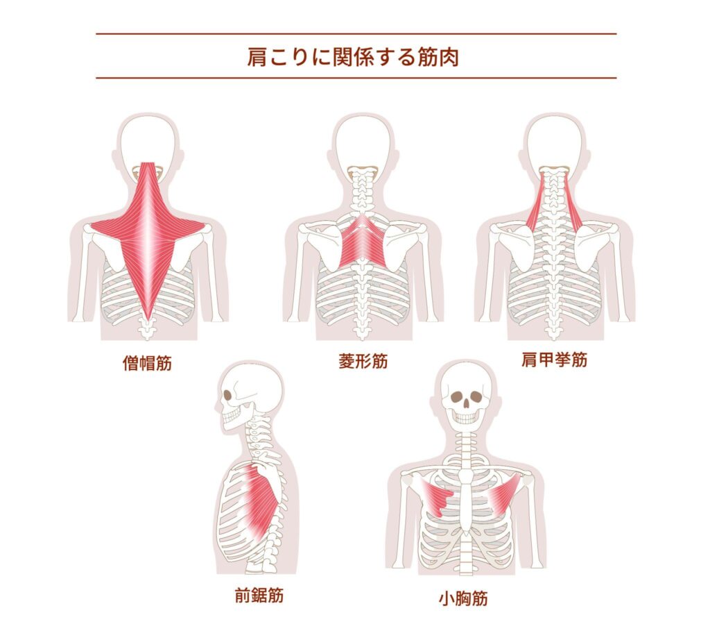 肩こりのインナーマッスルを深部からケアして、ガチガチの辛さを解消