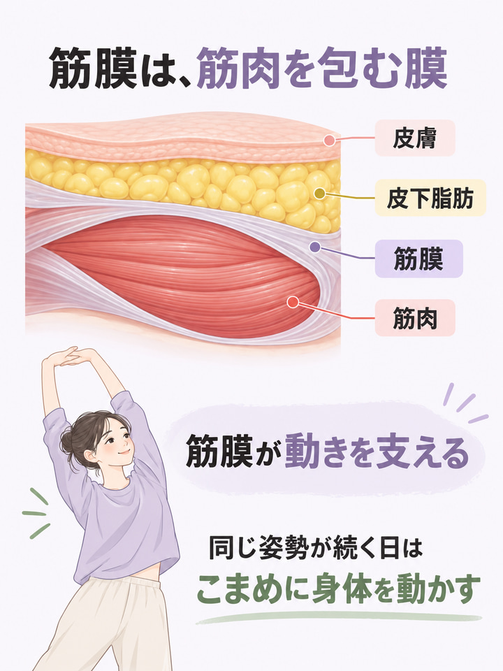 筋膜は、筋肉を包んで全身をつなぐ膜のこと
